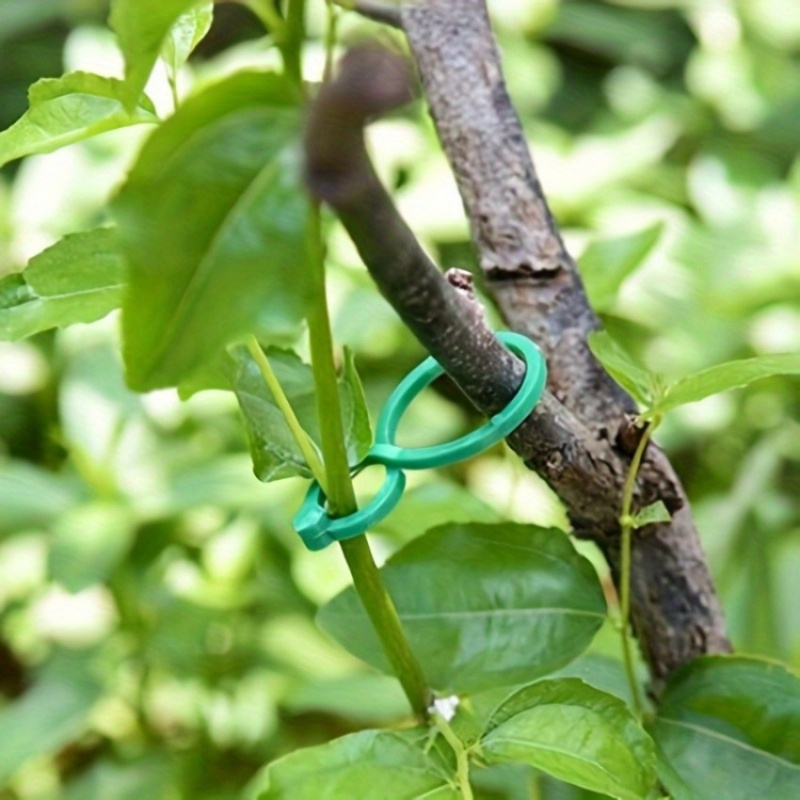 125Pcs Perlengkapan Penyangga  - Vine Climbing Plastic ulasan dan harga